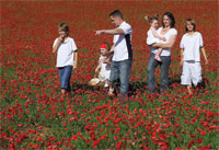 Blended Families